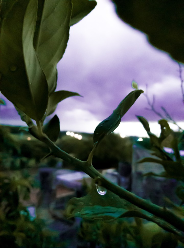 limón