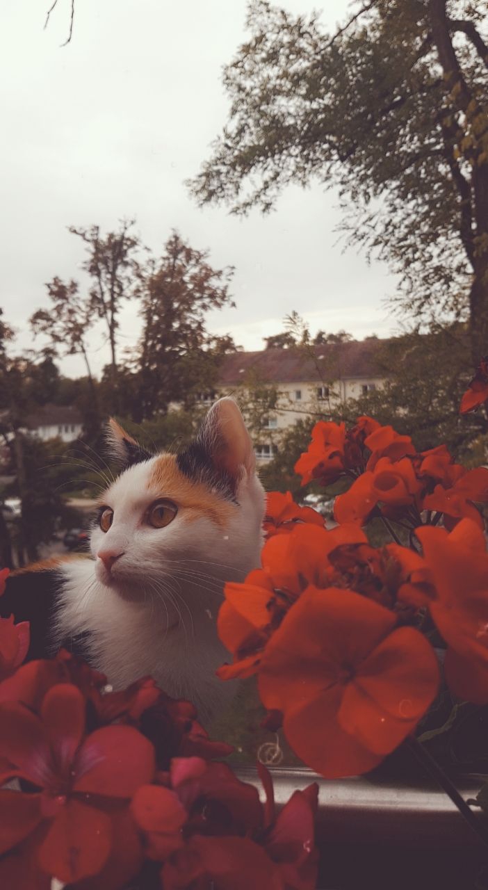 cat ♡