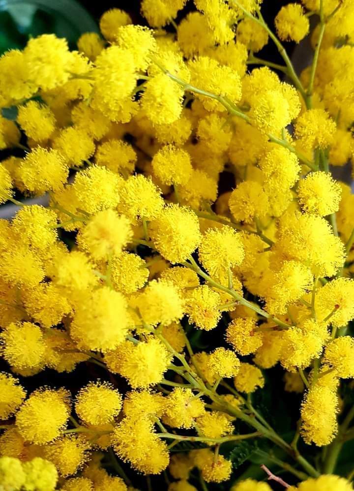 Flores para alegrar a vida.