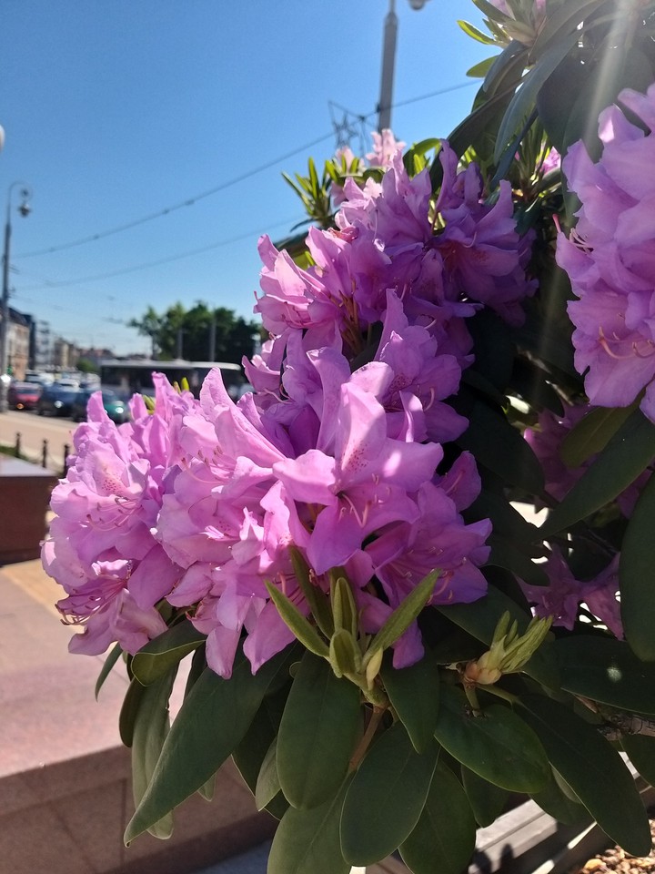 Summer colors