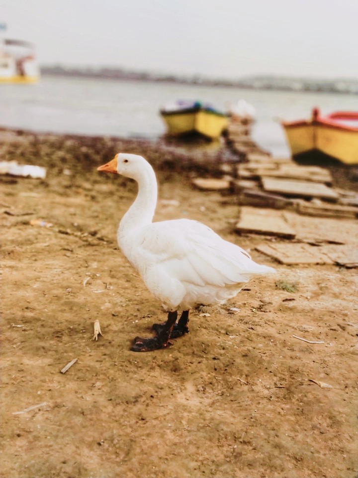 cute duck
