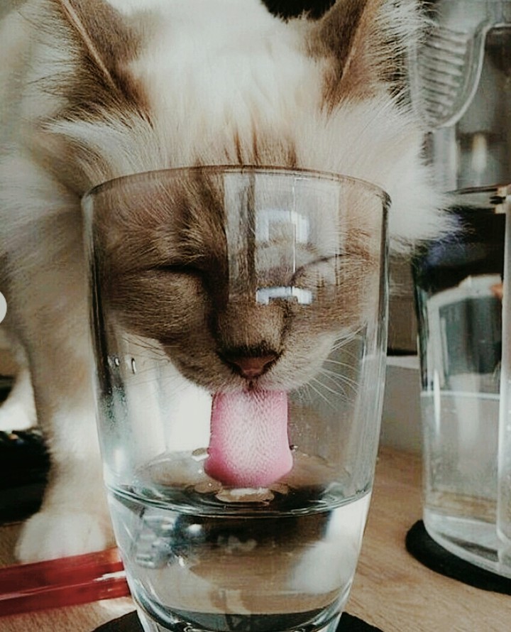 Kedi ^)