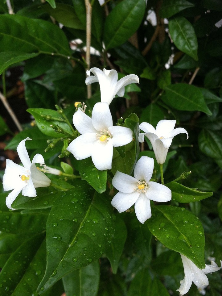 In Bloom