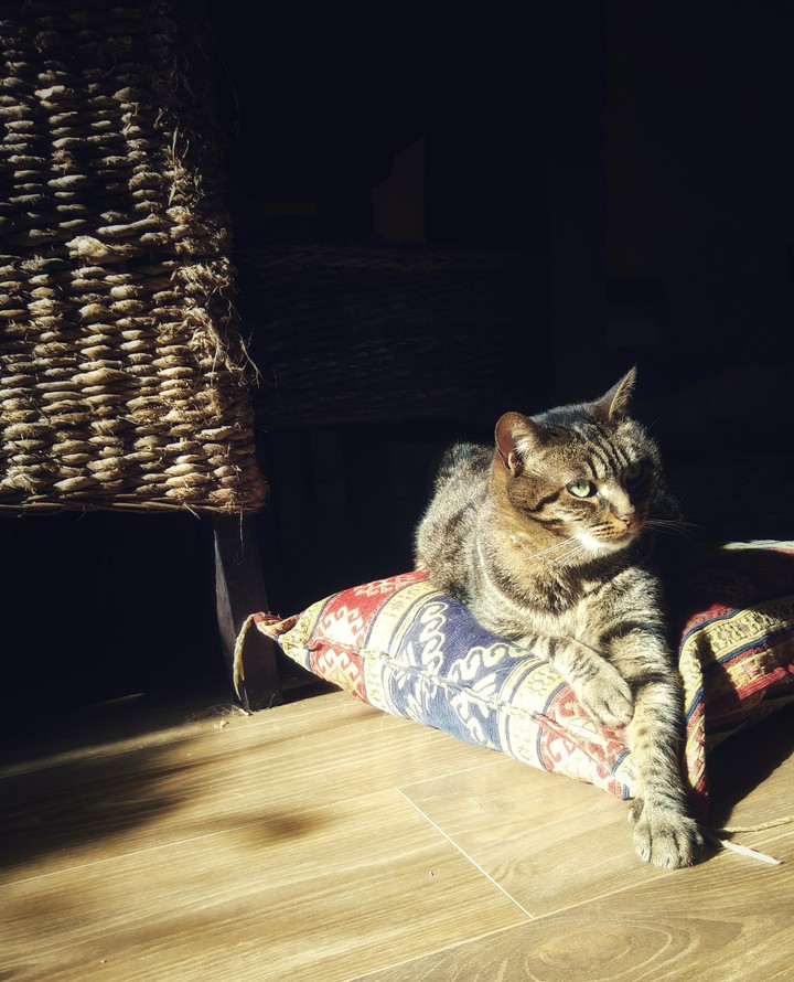 Pixie taking the sun