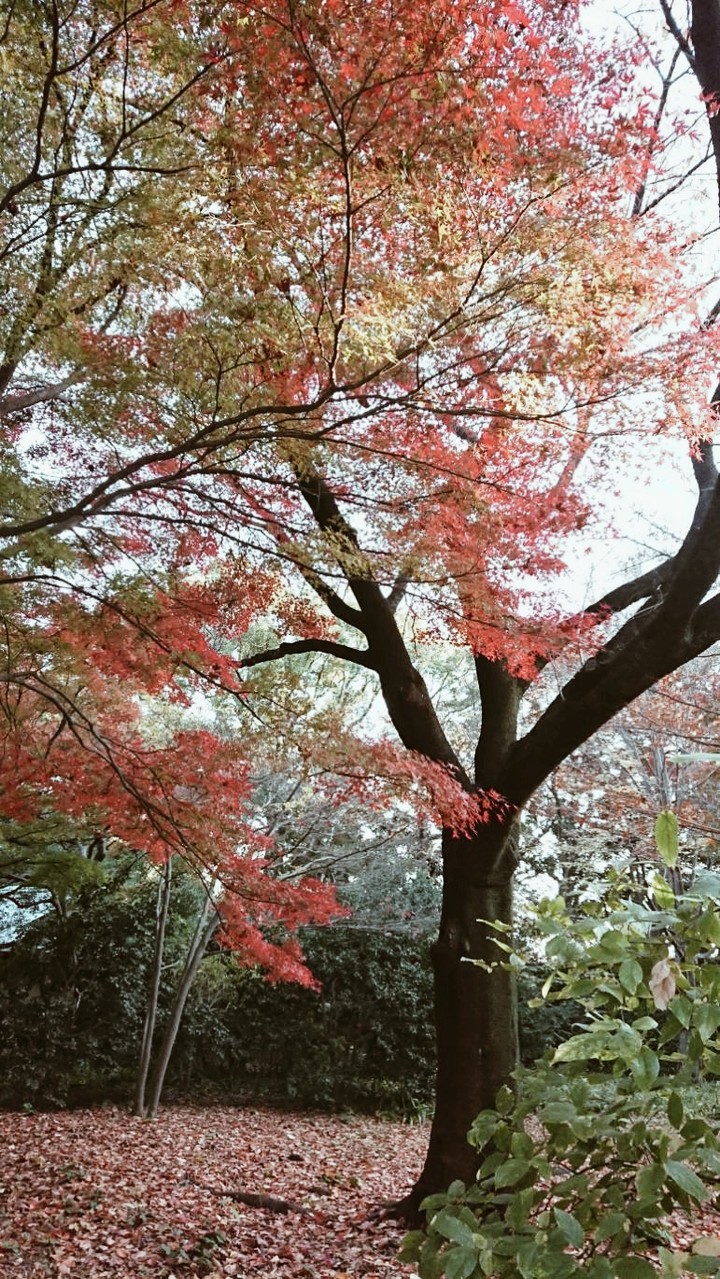 Fall season trees
