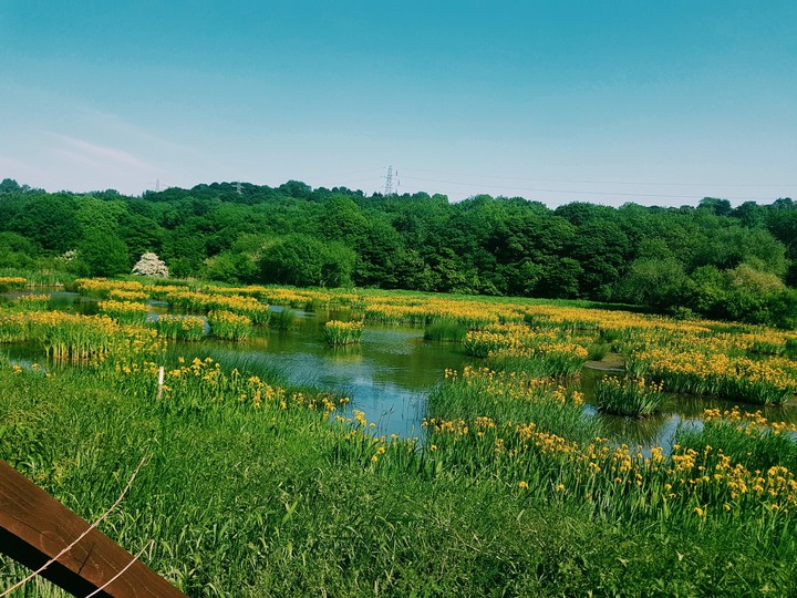 English nature