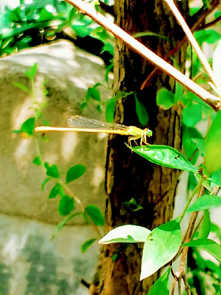 Dragonfly