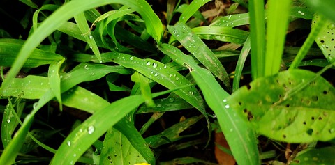 sfondi nature, liquid