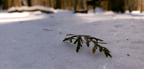 winter woods