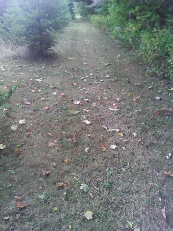 Leaf Litter