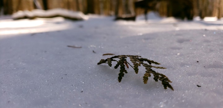 winter woods