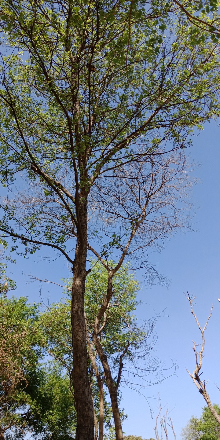 Nature