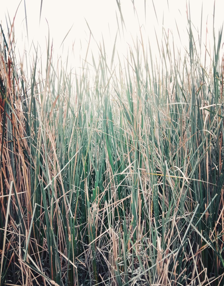 long grasses....