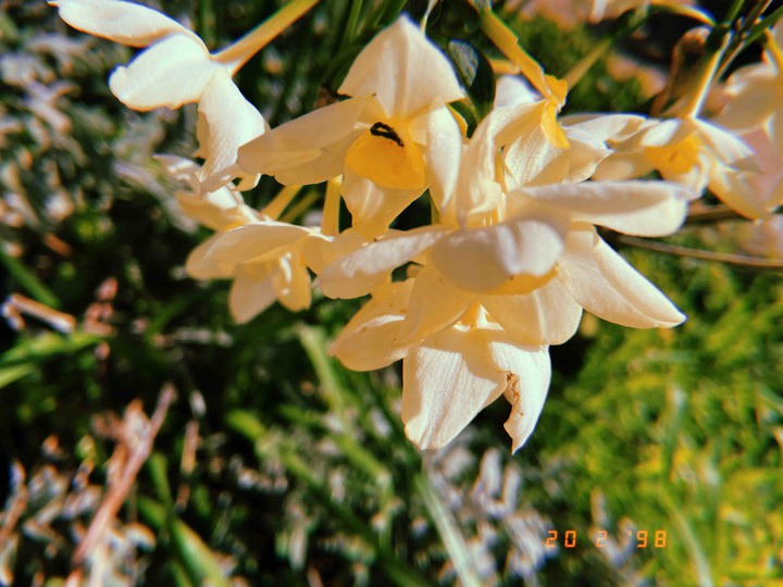 flower?