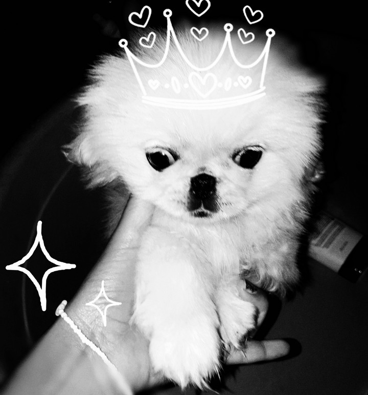 princess dog