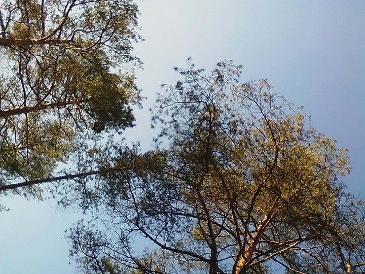 Sky and trees