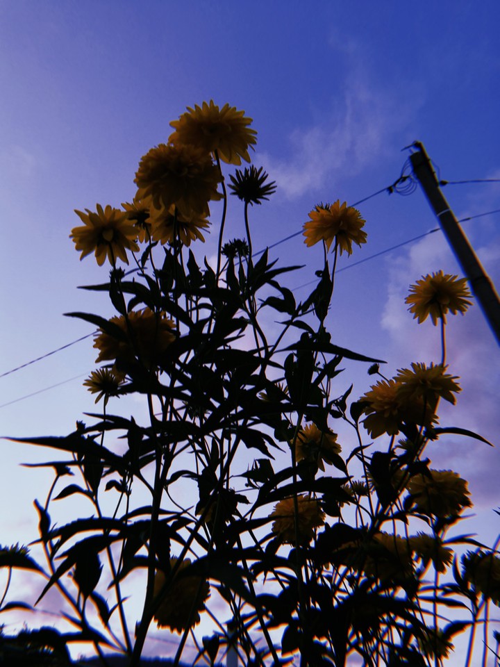 Flowers❤️
