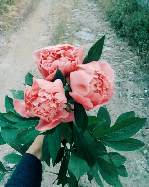 #flowers #likeit