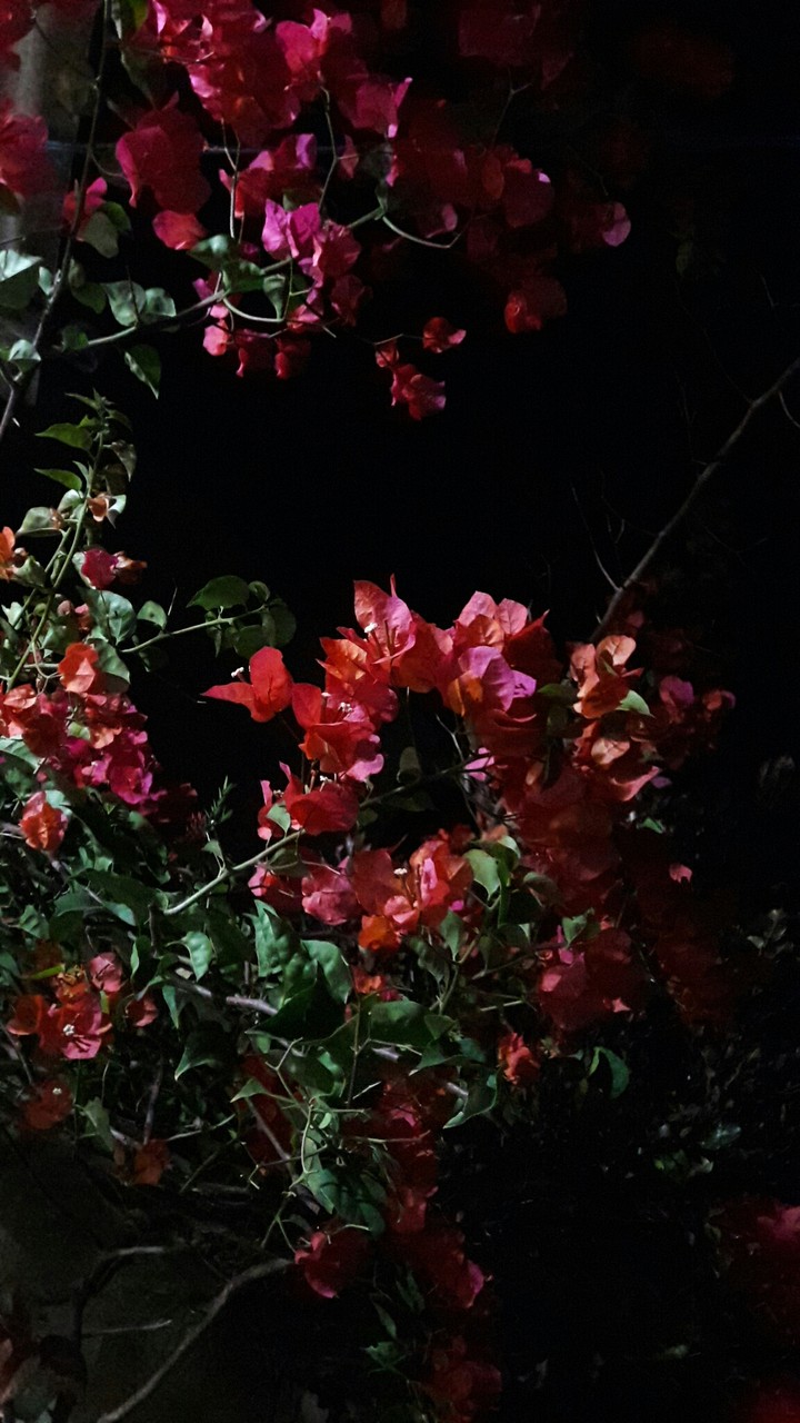 Meu jardim