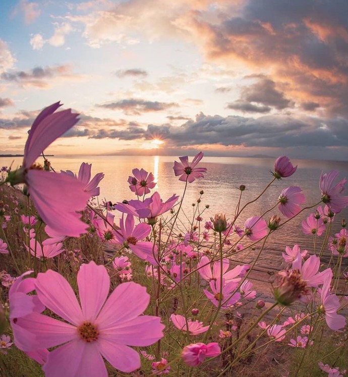 flowers blossom for it's own joy