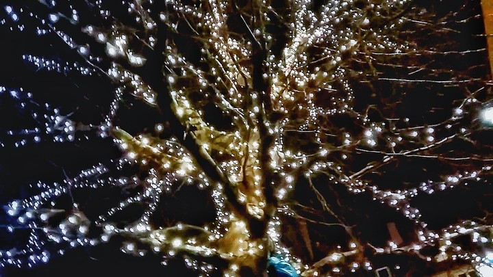 Night tree