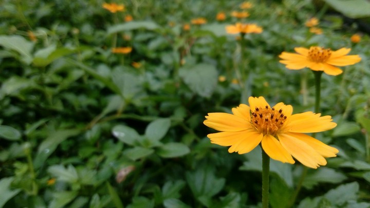 Yellow flowers