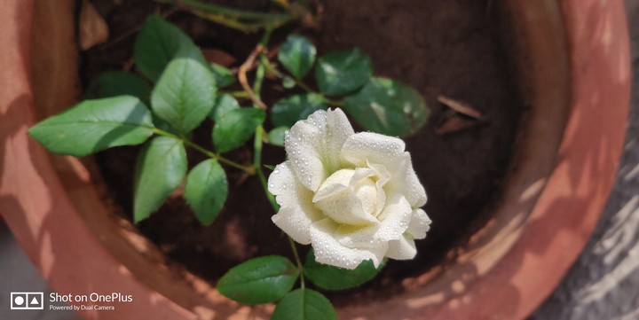 white rose bud