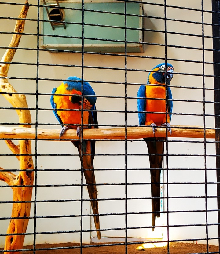 Birds