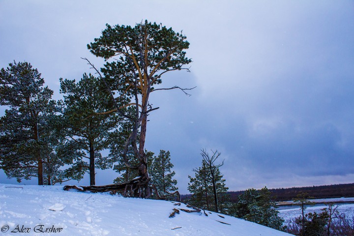 сосна
