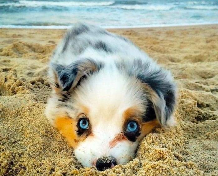 chien...