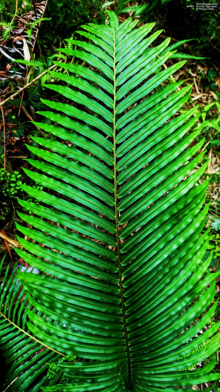 Leaf