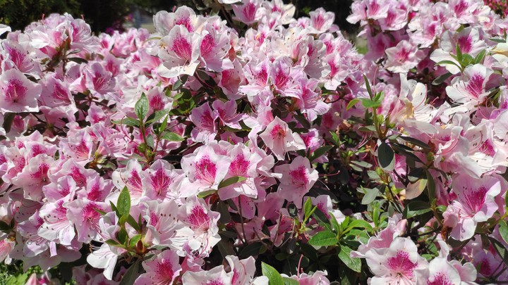 flowers