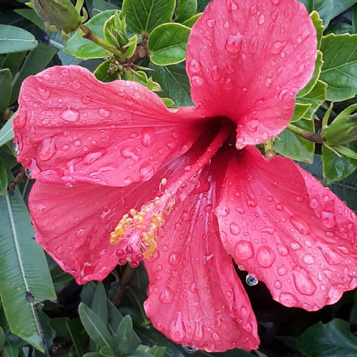زهرة