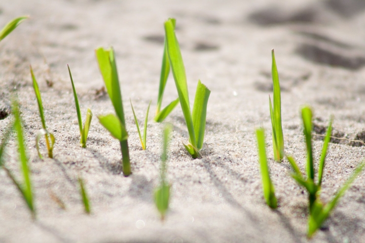 Gras im Sand