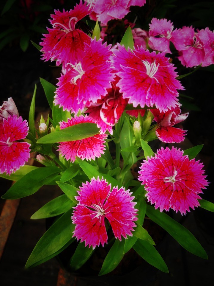 flowers