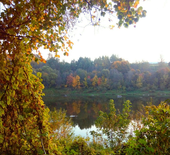 Autumn in the forest