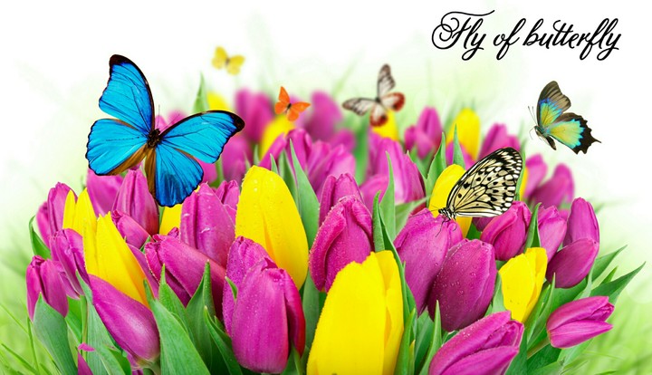 Fly of butterfly.