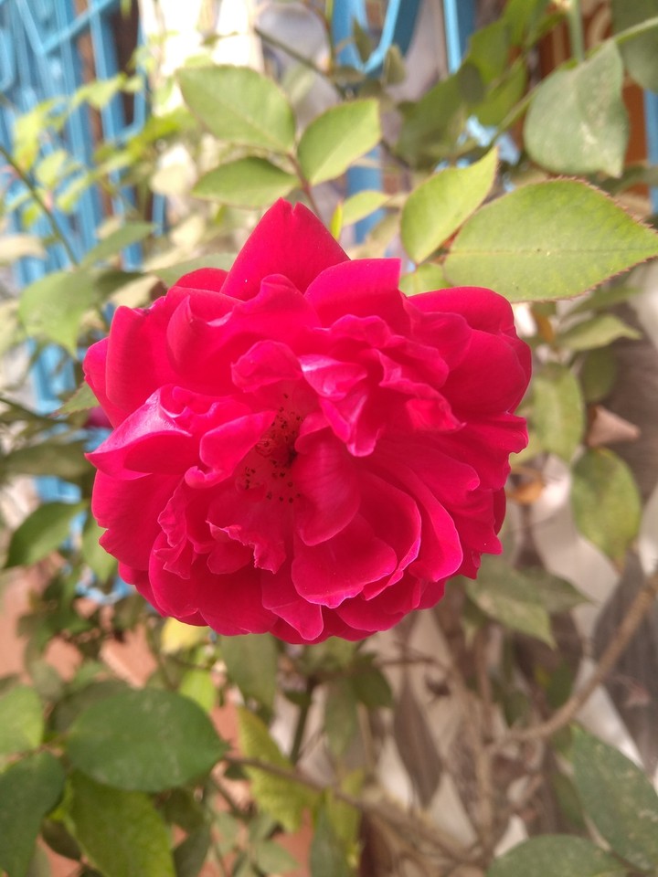 simple click