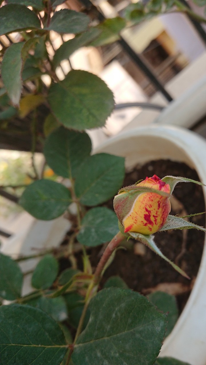 UHD ❤️ ❤️ ✌️