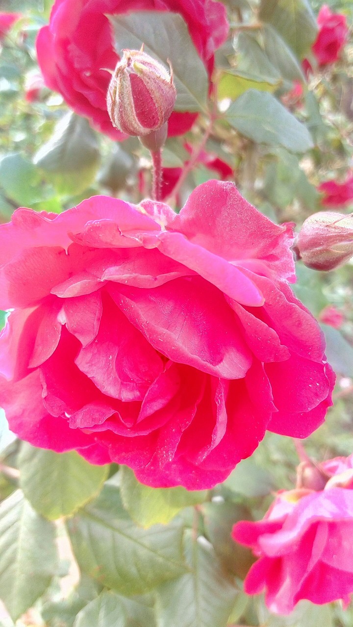 Pink Roze