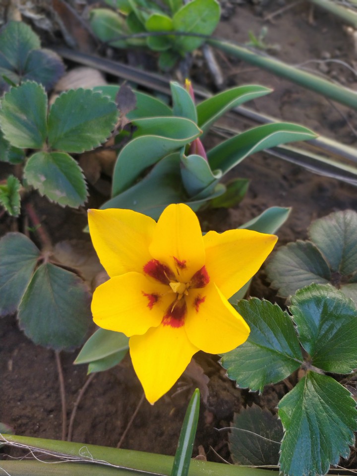 tulip