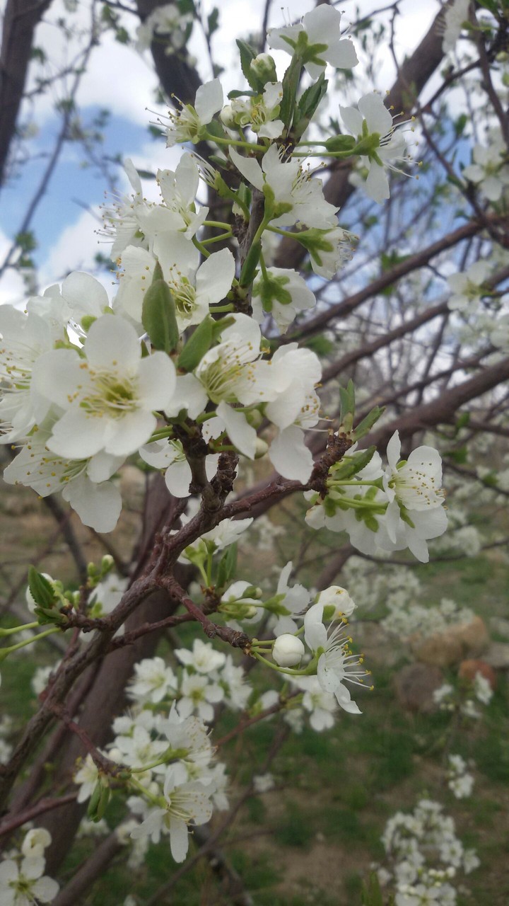 spring