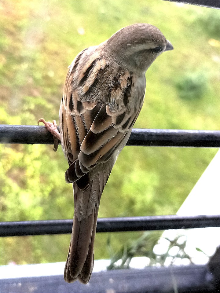 Bird