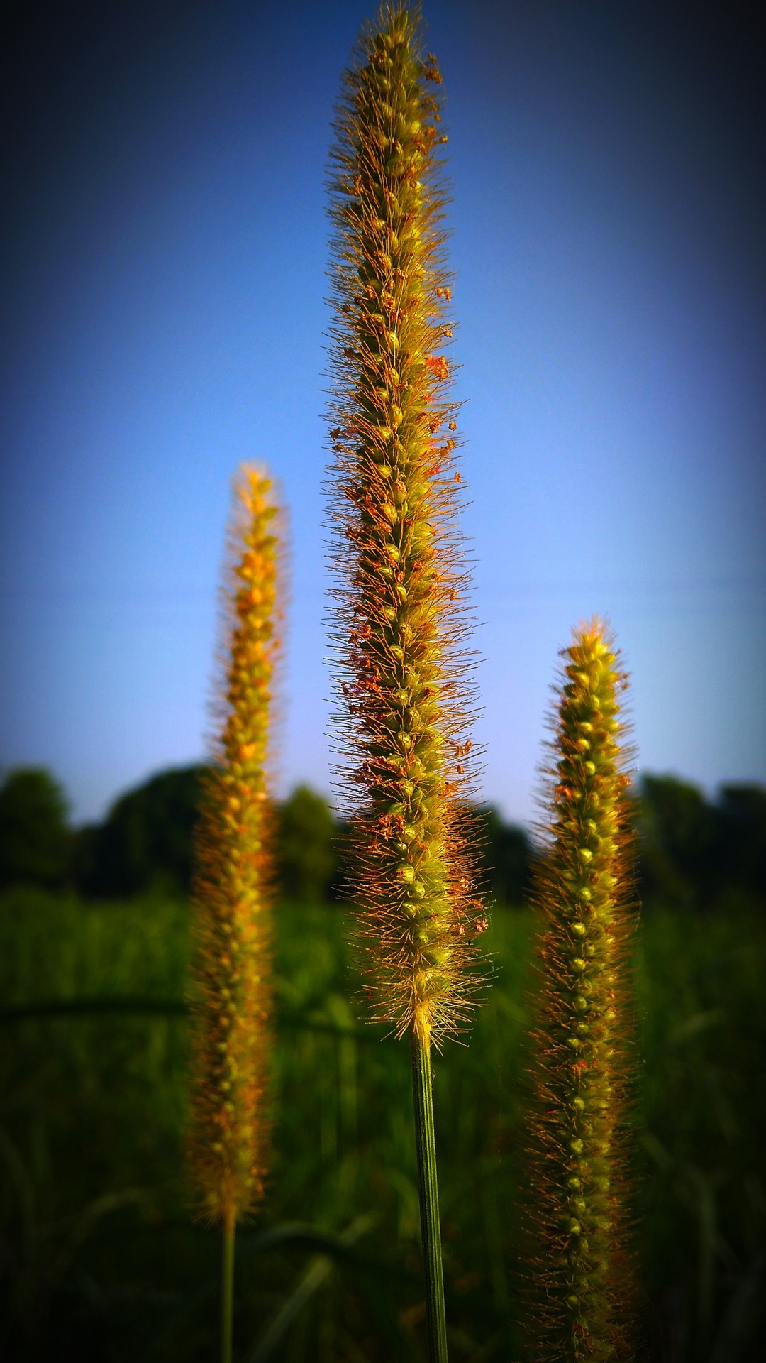 plant