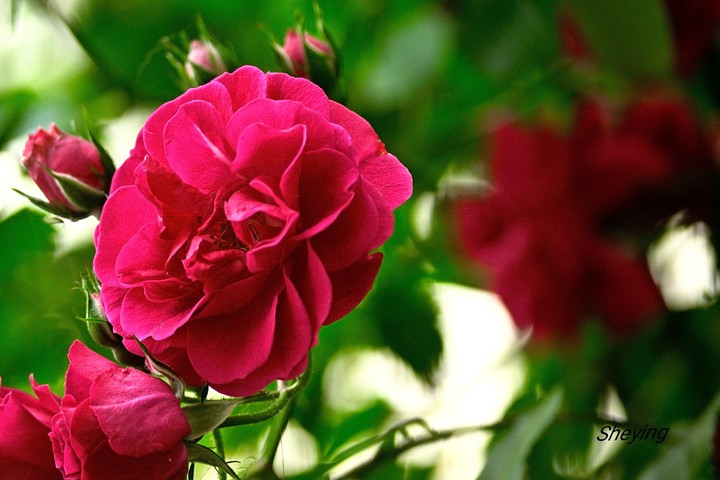 rose