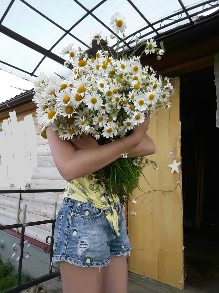 Flowers Ромашки