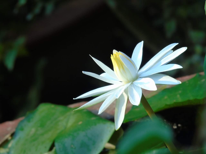 flowers (hoa ngày xuân)