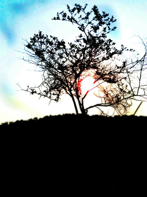 tree
