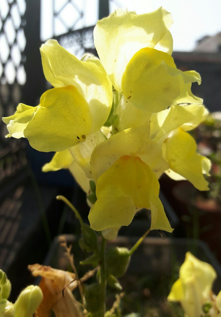 Radiance