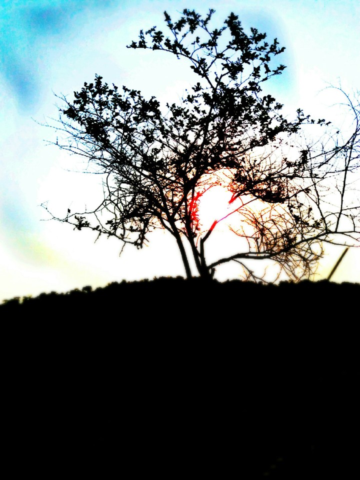 tree